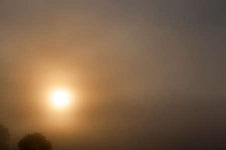 Yellow sun shining through the fog in the morning. The top of the deciduous tree is seen at the bottom left. dark photo with skyの写真素材