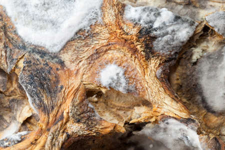 orange pumpkin covered with stains of rot and mold.の写真素材