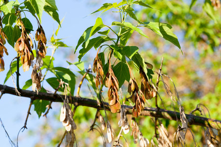 young and old maple seeds against the blue sky. photo close-up in the spring. Beautiful spring...