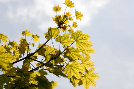 A green foliage of a maple tree against a gray cloudy sky. Spring close-up photoの写真素材