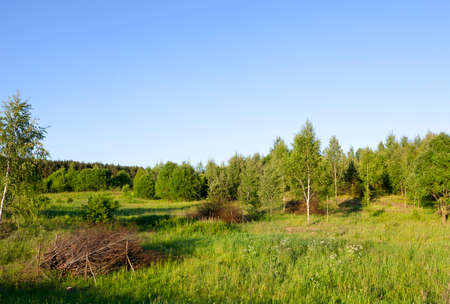 Growing young forest. Landscape in the summer. Above the trees a blue sky. On the grass lie dry yellow branches and trunks of felled young trees, stacked in a heapの写真素材