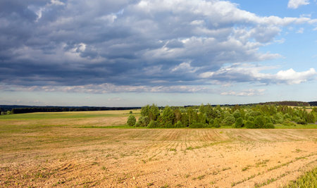plowed agricultural field with forest in the middle. landscape during a thunderstorm
