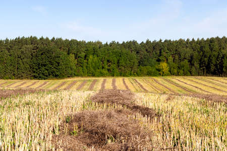 solid and dark straw remaining after harvesting rapeseed. Waste is stacked for later collection and bundling. photo in the summer with blue sky and forestの写真素材