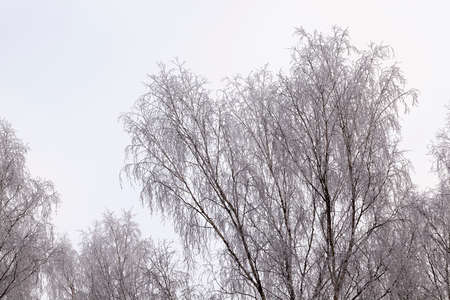 bare deciduous trees, photographed in the winter season after snowfall and frost. Photo during cloudy weatherの写真素材