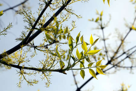 Foliage of a green tree in the summer. Photo close upの写真素材