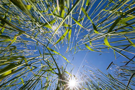 Photo from below green wheat ears against the blue sky with a bright summer sun. Photo close-up from bottomの写真素材
