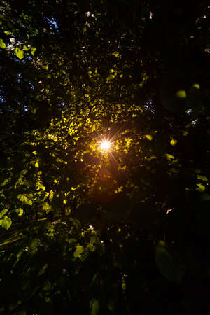 the sun shining through the trees. photo close-up. a dark photo , the light of the sun has an orange tinge. central part of the photoの写真素材