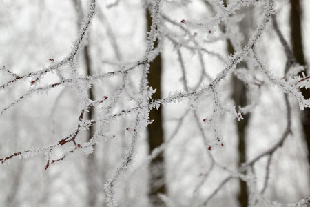 branches of a tree in the frost in the winter season. Cloudy weather