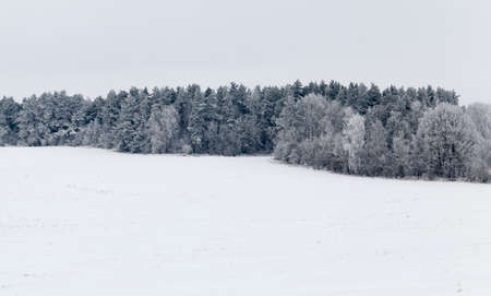 photographed forest covered with frost in the winter season. Landscape photo. White sky in the background. Focus on trees in the forestの写真素材