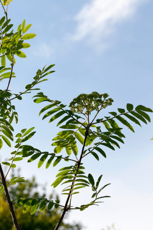 Blossoming mountain ash in the spring season. Photo close-up on the sky background