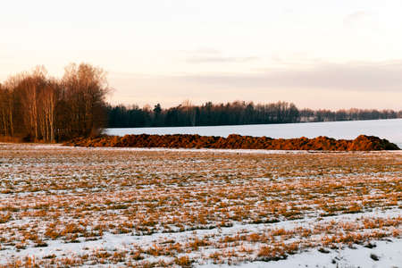 close-up of manure in the field. Winter time at sunset timeの写真素材