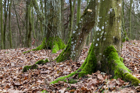 deciduous trees in the maple forest. Autumn season