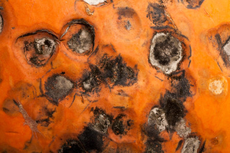 mold on the rotting, spoiled pumpkin. Photographed close up.