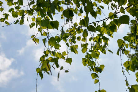 Spring young birch foliage close-up. Sky in the background, small depth of fieldの写真素材