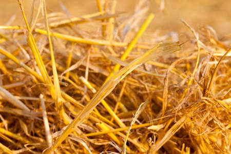bales of hay, rolled into stacks left after harvesting of wheat ears, agricultural farm field with gathered crops rural.の写真素材