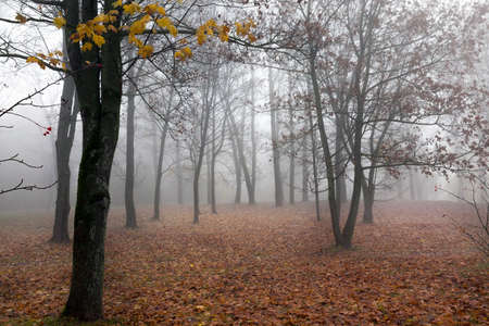 trees growing in the forest and photographed in the autumn season. Morning, fog in the parkの写真素材
