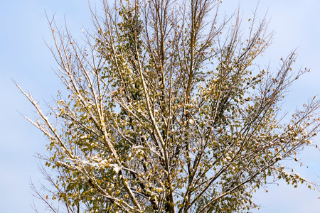 branches of trees in the winter season, covered with snow after a snowfall. The sky in the...
