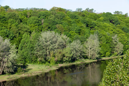 river and deciduous trees growing on the shore. Landscape mixed forest in the spring season.
