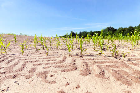 traces of a tractor on the soil of an agricultural field on which green maize is grown. photo close-up in the spring season. in the background a blue sky and trees of the forestの写真素材