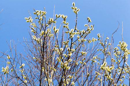 Willow flowers on a tall tree. photo in the summer with blue sky