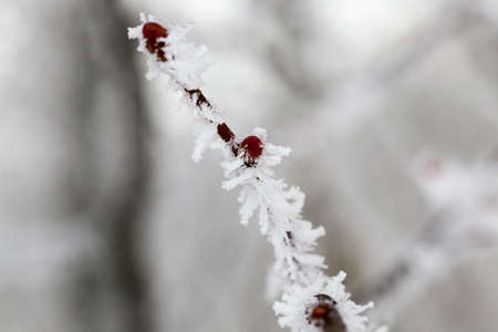 snow photographed in the winter season, which appeared after a snowfall. close-up,の写真素材