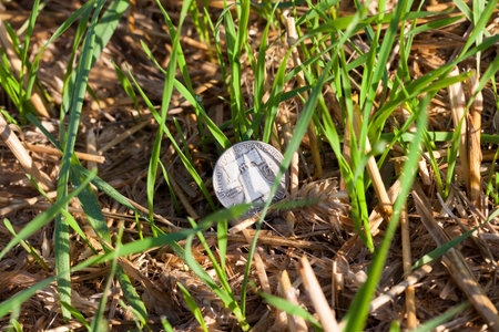 reverse silver coin in fifty American cents lying on the agricultural field among sprouted sprouts...