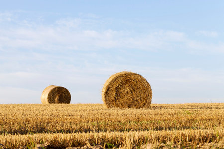 Straw stack in the field on the horizon line. Blue sky summer landscape
