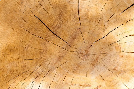Trunk of the sawn wood. On the surface there are a number of cracks and the rings are visible. Photo close upの写真素材