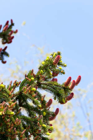 Blossoming red fir spikes in the spring season. Photo Close-up on a sunny day. On branches of a tree there are young shoots of green colorの写真素材