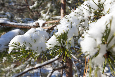 Photography close-up, focus on the center of the frame. The photo shows branches covered with snow....
