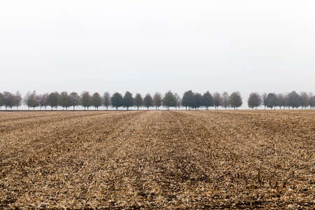 cut dry corn stalks in the field . In the background growing number of trees in the fog.の写真素材