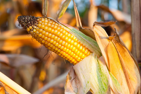 ripe yellow cob of corn growing on the dry stalk in the agricultural field. Photographed close up.