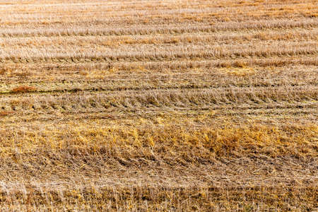 agricultural field which made harvesting of cereals, wheat. on the field remained unused straw.の写真素材