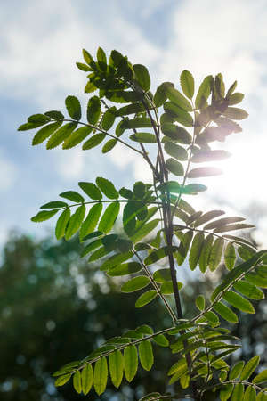 appeared fresh new green leaves of a mountain ash in the spring season. In the background a blue sky. The foliage is illuminated by sunlight. Photo closeupの写真素材