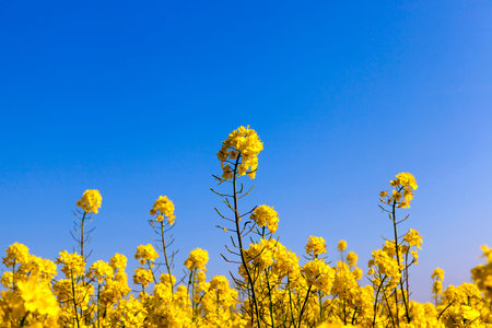 plot of agricultural field with yellow bright colors of rape, photographed close-up. Small depth of...