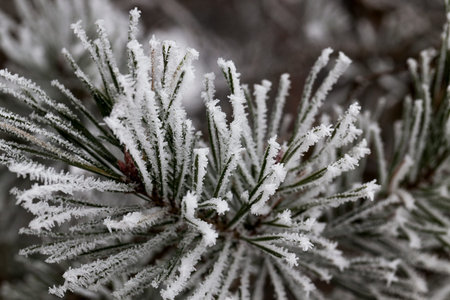 pine needles which are covered with snow. Winter time of the year, the photo is taken close-up with...