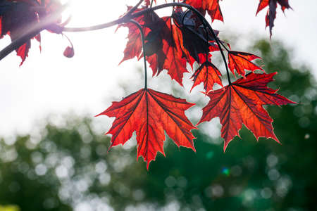 red leaves of Canadian maple, photographed close-up with details in the spring season. Small depth of field. Blue sky in the background.の写真素材
