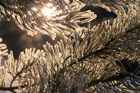 snow photographed in the winter season, which appeared after a snowfall. close-up,の写真素材