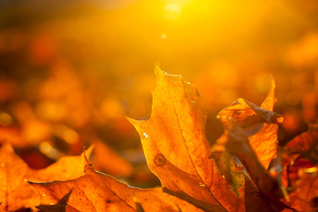 part of a yellow leaf-drying maple on the background of sunlight. Autumn season during the fall