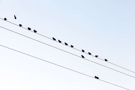 a few small birds a rest, sitting on the lines of high-voltage electric poles against the sky. Photographed close-up bottom.の写真素材