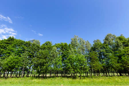 Trees growing on the side of the road with green foliage. Spring landscape with vegetation and blue skyの写真素材