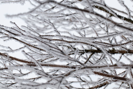 snow photographed in the winter season, which appeared after a snowfall. close-up,