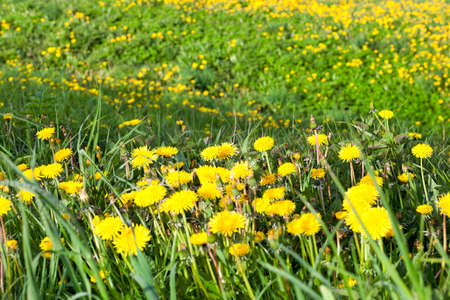 Yellow dandelions in green grass. close upの写真素材