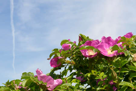Pink rose hips in the park. Sunny day with blue skyの写真素材