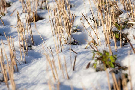 agricultural field photographed from the top down with sharp stems left after harvesting. Winter, snow on the groundの写真素材