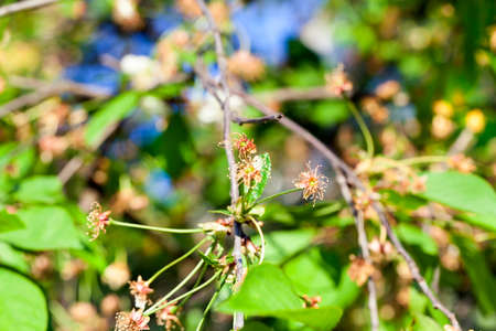 A cherry tree after flowering. Photo of a close-up of the inflorescence, on which white petals have fallen. Small depth of field. The tree grows in the orchardの写真素材