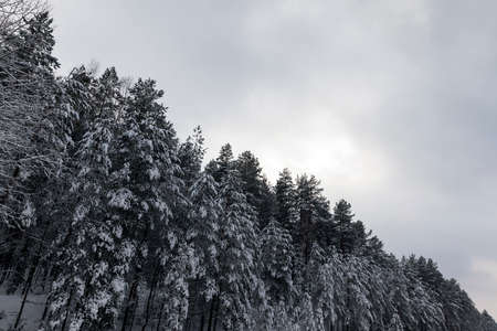 Winter landscape in a forest with trees covered with white snow against a gray cloudy sky background.の写真素材