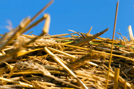 a pile of yellow dry straw, from the ears of which the harvest of grain is harvested. photo Close-up in summer in sunny weather and against the blue sky. little depth of field. in the straw there is a green twine for fixing and twisting strawの写真素材
