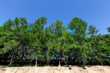 Growing on the edge of the cliff green spruce. Photo taken in the spring in the form of a landscapeの写真素材