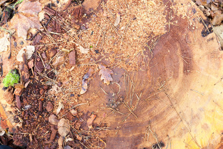 felled tree trunk, which are sawdust, dried leaves. Photographed close-up.